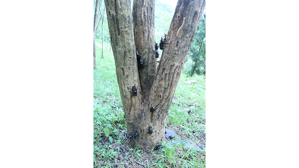 雨水不但豐富了大地，更滋養了獨角仙幼蟲生長所需要的腐植土。